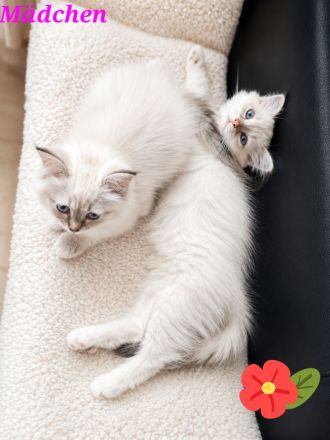 Ragdoll Kitten suchen Schmusepersonal