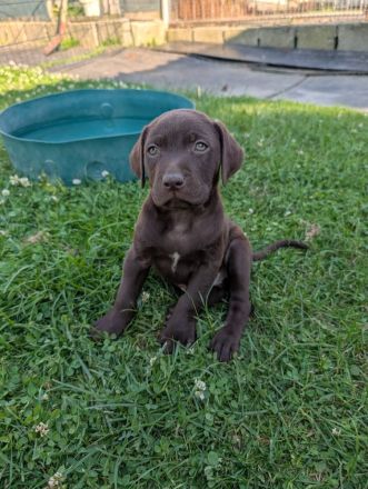 Labradorwelpen