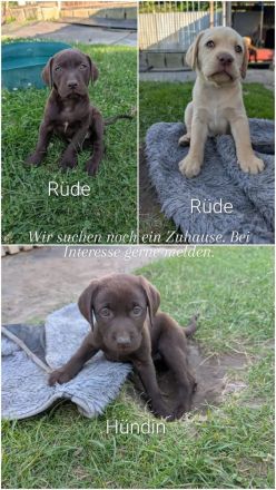 Labradorwelpen