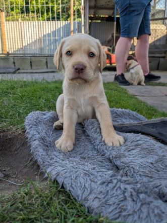 Labradorwelpen