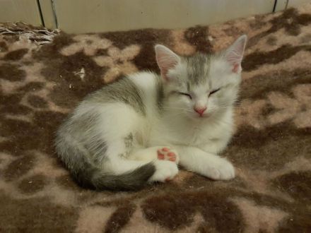 BKH-Mix Kätzchen / Kitten auszugsbereit