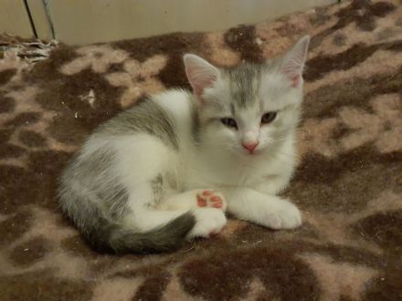 BKH-Mix Kätzchen / Kitten