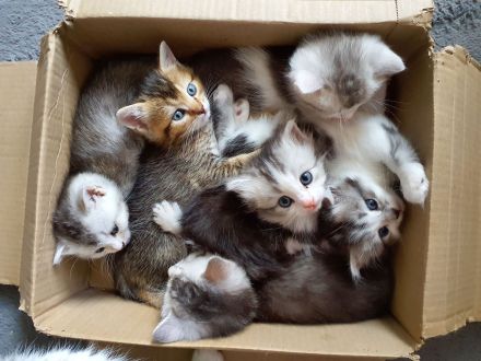 BKH-Mix Kätzchen / Kitten