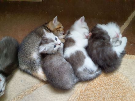 BKH-Mix Kätzchen / Kitten