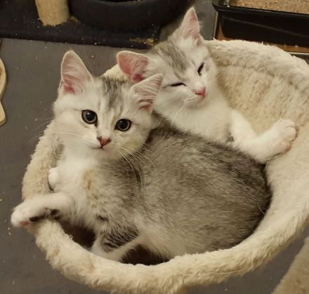 BKH-Mix Kätzchen / Kitten auszugsbereit