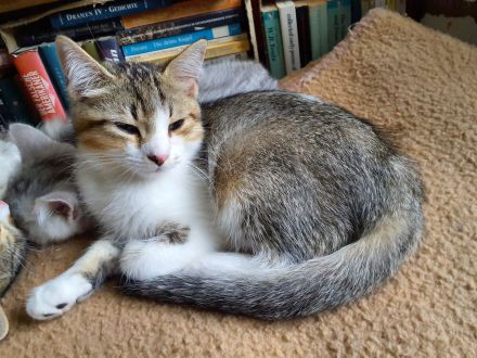 BKH-Mix Kätzchen / Kitten auszugsbereit