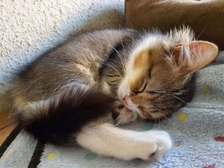 BKH-Mix Kätzchen / Kitten