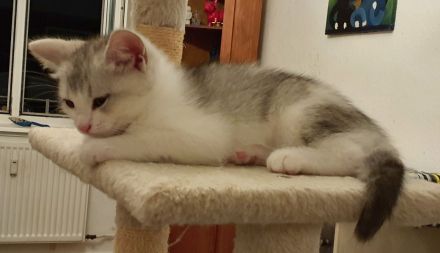 BKH-Mix Kätzchen / Kitten auszugsbereit