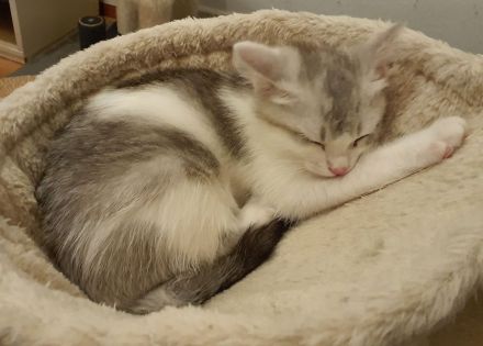 BKH-Mix Kätzchen / Kitten auszugsbereit