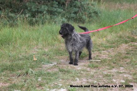 Oreo, lieb und freundlich