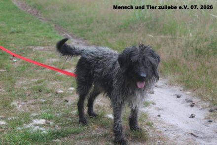 Oreo, lieb und freundlich