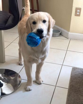 Labrador Hündin