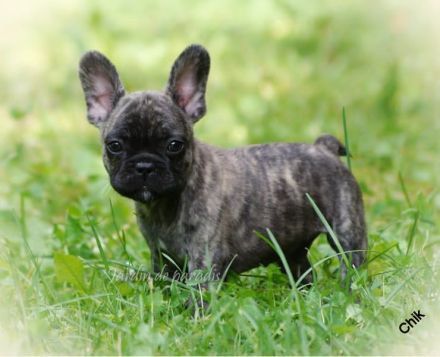 Französischer Bulldoggen Rüde Chik mit Ahnentafel
