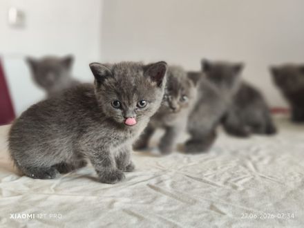 Britisch Kurzhaar Kitten
