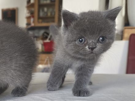 Britisch Kurzhaar Kitten