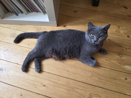 Britisch Kurzhaar Kitten