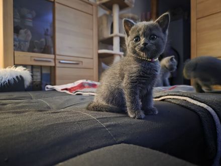 Britisch Kurzhaar Kitten