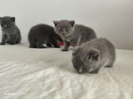 Britisch Kurzhaar Kitten