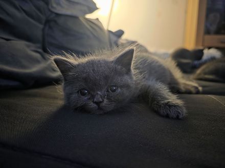 Britisch Kurzhaar Kitten