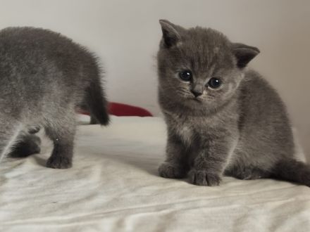 Britisch Kurzhaar Kitten