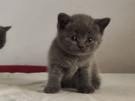 Britisch Kurzhaar Kitten