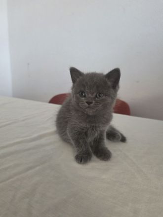 Britisch Kurzhaar Kitten