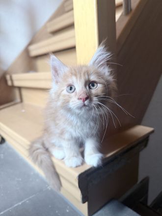 4 kleine Maine Coon Kitten suchen liebevolles zu Hause