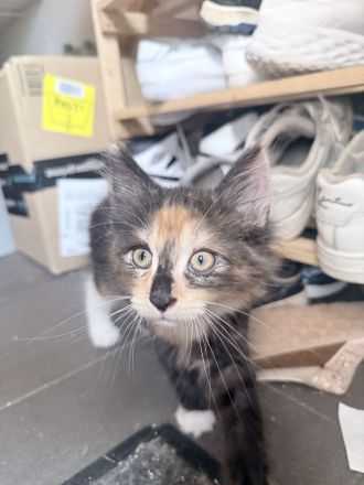 4 kleine Maine Coon Kitten suchen liebevolles zu Hause