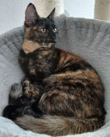 Wunderschöne Mixkatze in Tortie