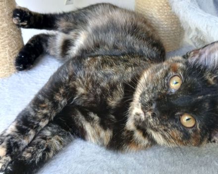 Wunderschöne Mixkatze in Tortie