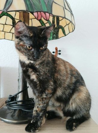Wunderschöne Mixkatze in Tortie