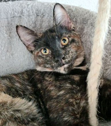 Wunderschöne Mixkatze in Tortie