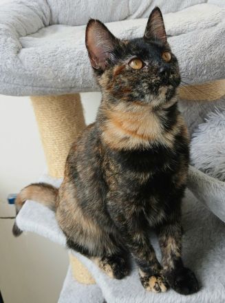 Wunderschöne Mixkatze in Tortie