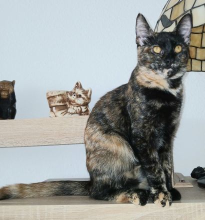Wunderschöne Mixkatze in Tortie