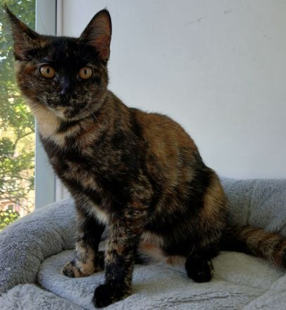 Wunderschöne Mixkatze in Tortie