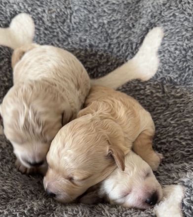 Bichonpoo Welpen mit Ahnentafeln