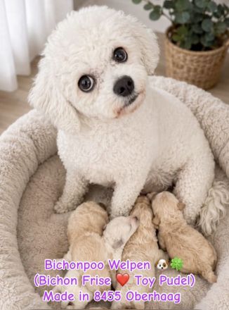 Bichonpoo Welpen mit Ahnentafeln