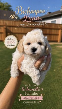 Bichonpoo Welpen mit Ahnentafeln