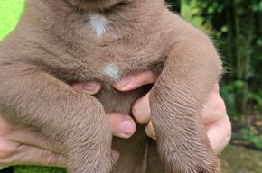 Auenwald Nickritz Aussiedor Welpen nur noch ein Mädchen frei