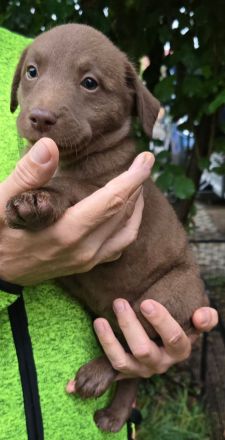 Auenwald Nickritz Aussiedor Welpen nur noch ein Mädchen frei