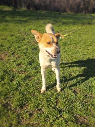 Labrador Carolina Dog super lieb