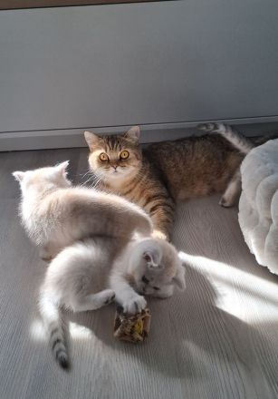 Bkh kitten