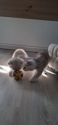 Bkh kitten
