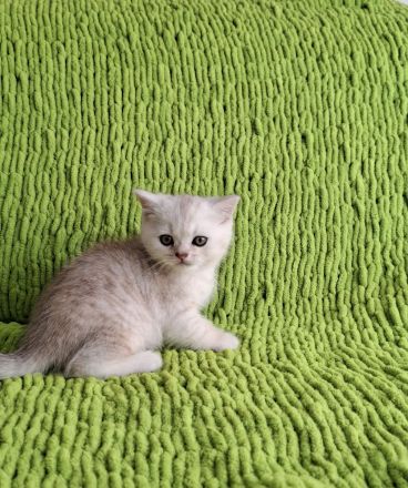 Bkh kitten