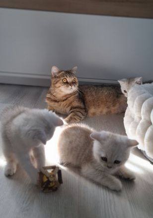 Bkh kitten