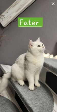 Bkh kitten