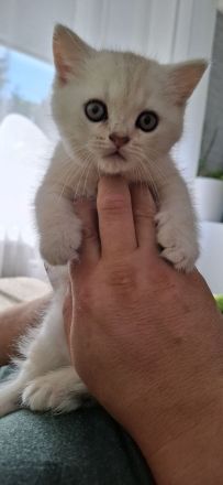 Bkh kitten