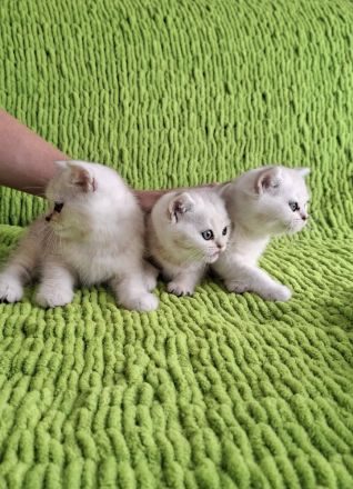 Bkh kitten
