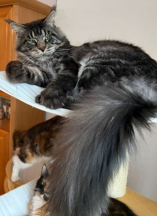 Maine coon Katerchen sucht tolles Zuhause