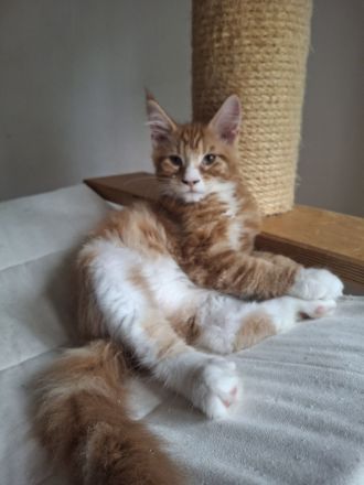 Maine coon Katerchen sucht tolles Zuhause